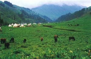Naraty Grassland